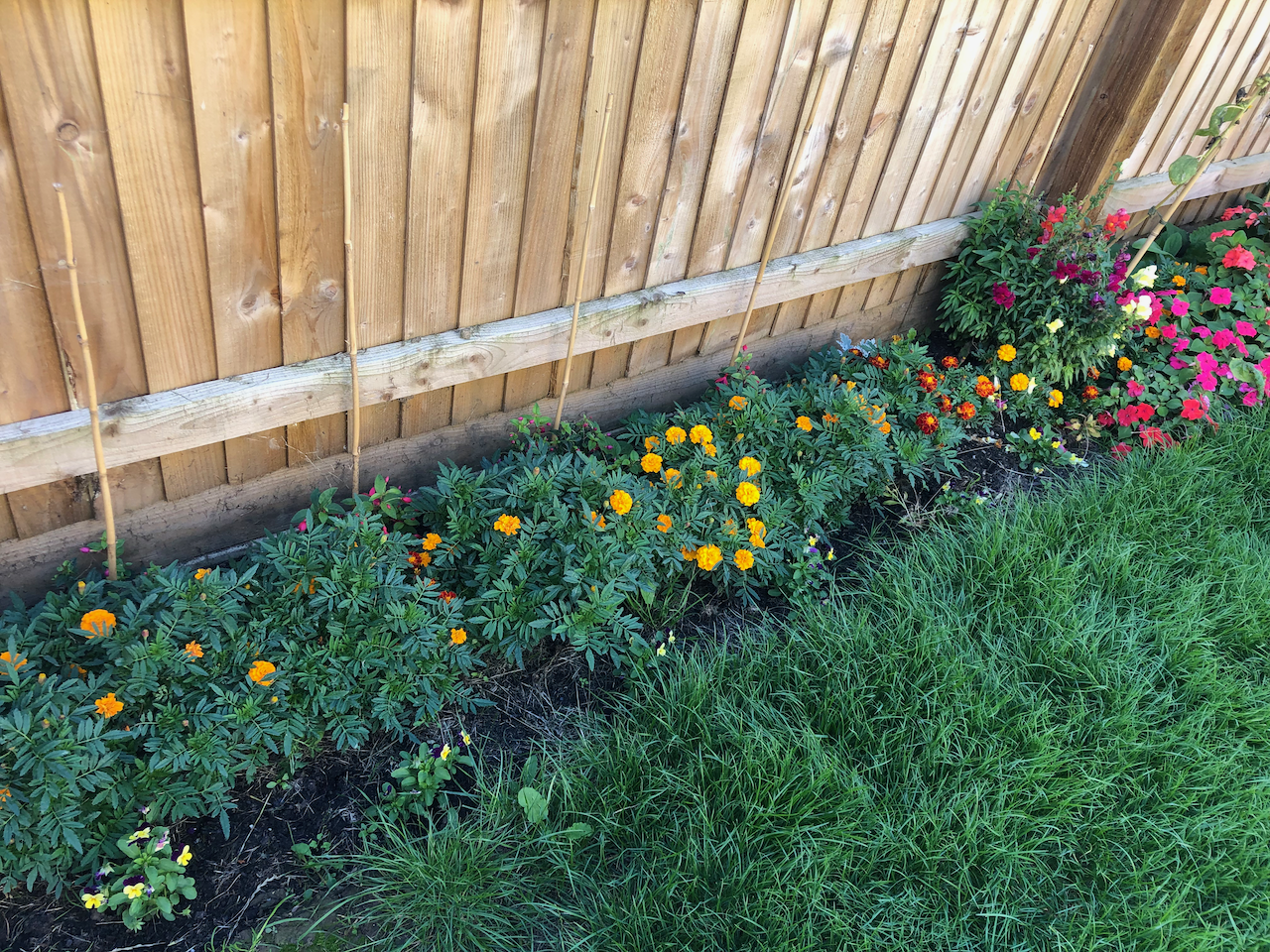 marigolds and snapdragons