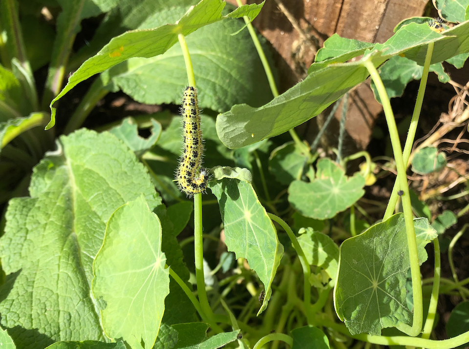 caterpillar on nasturtiums