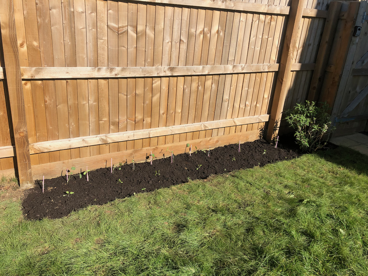 nasturtium seedlings in freshly dug bed
