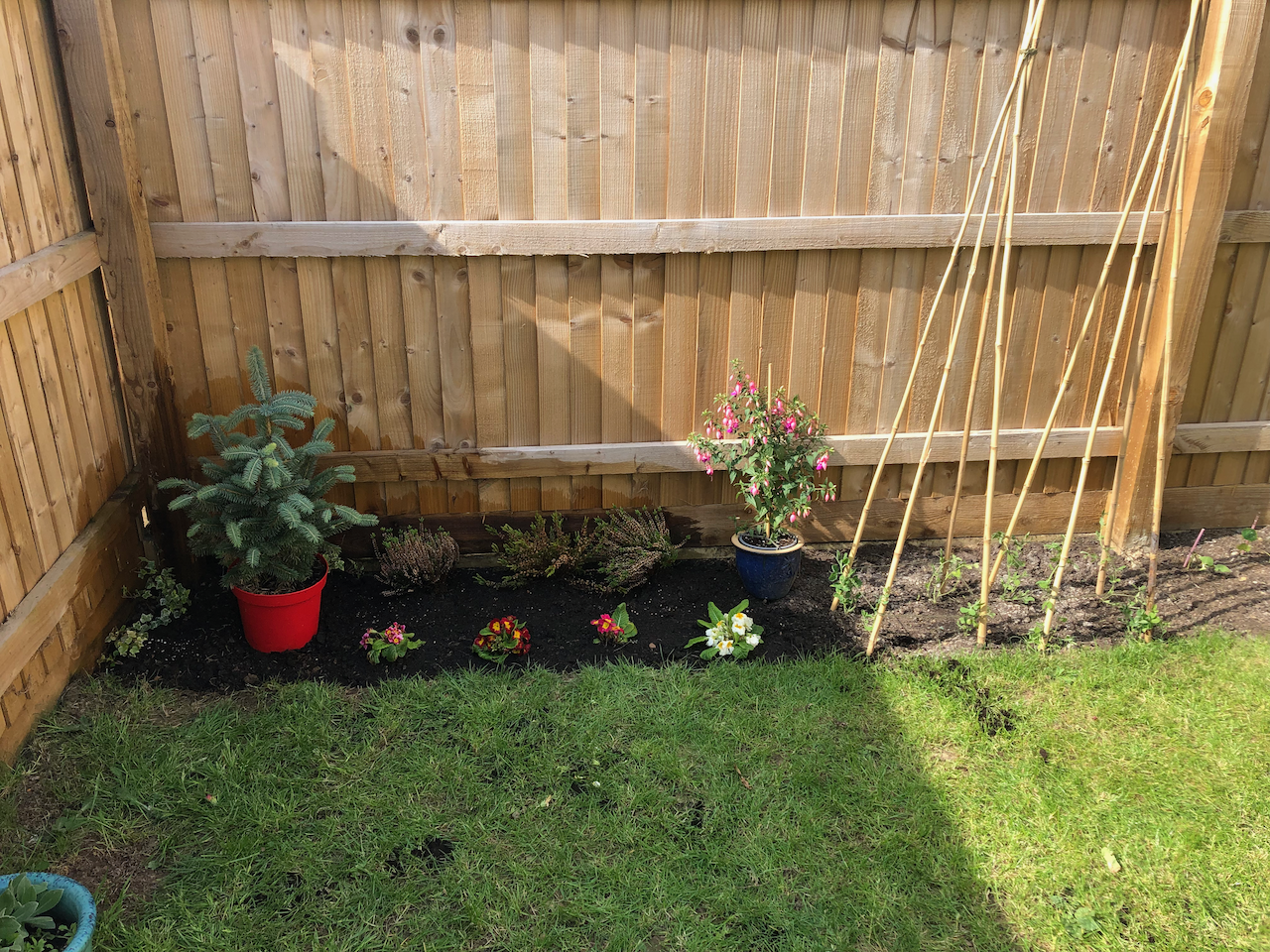 staked sweetpeas seedlings and primroses in freshly dug bed
