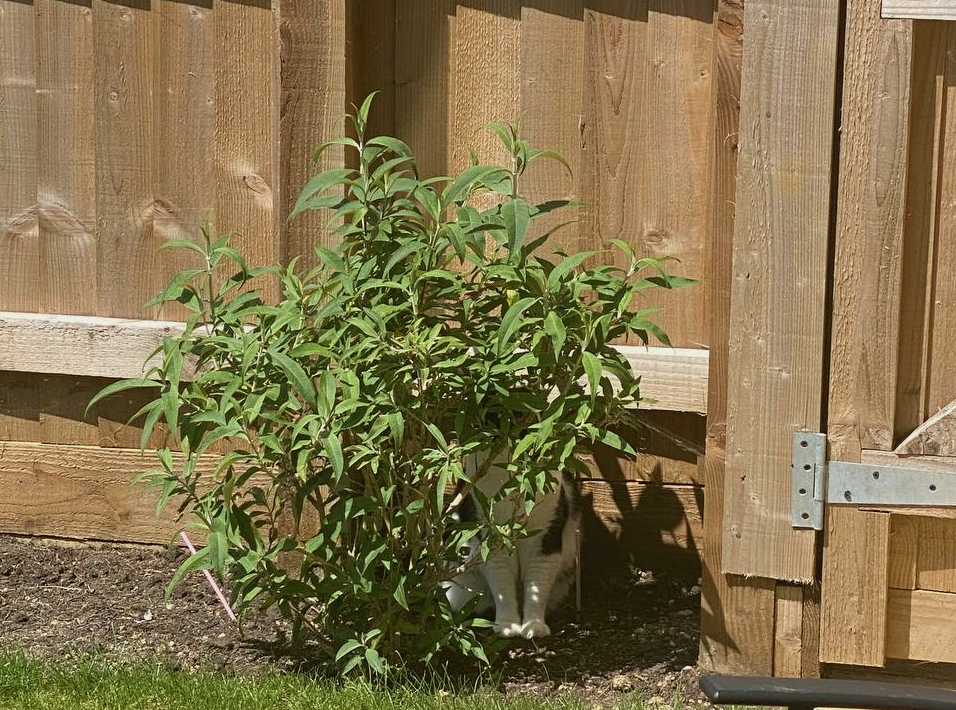 cat hiding behind small buddleia bush