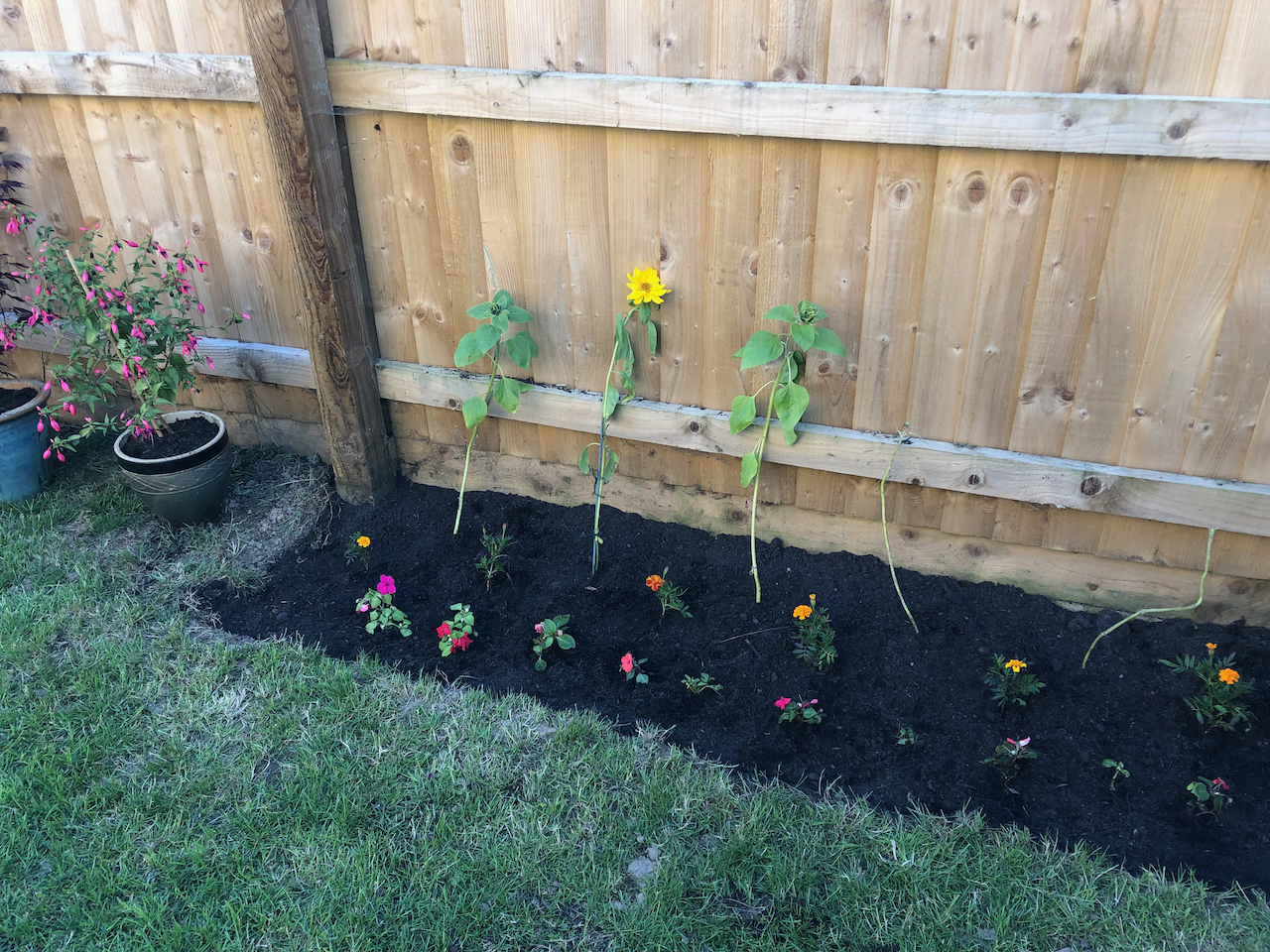 cat in lefthand side of plain lawn