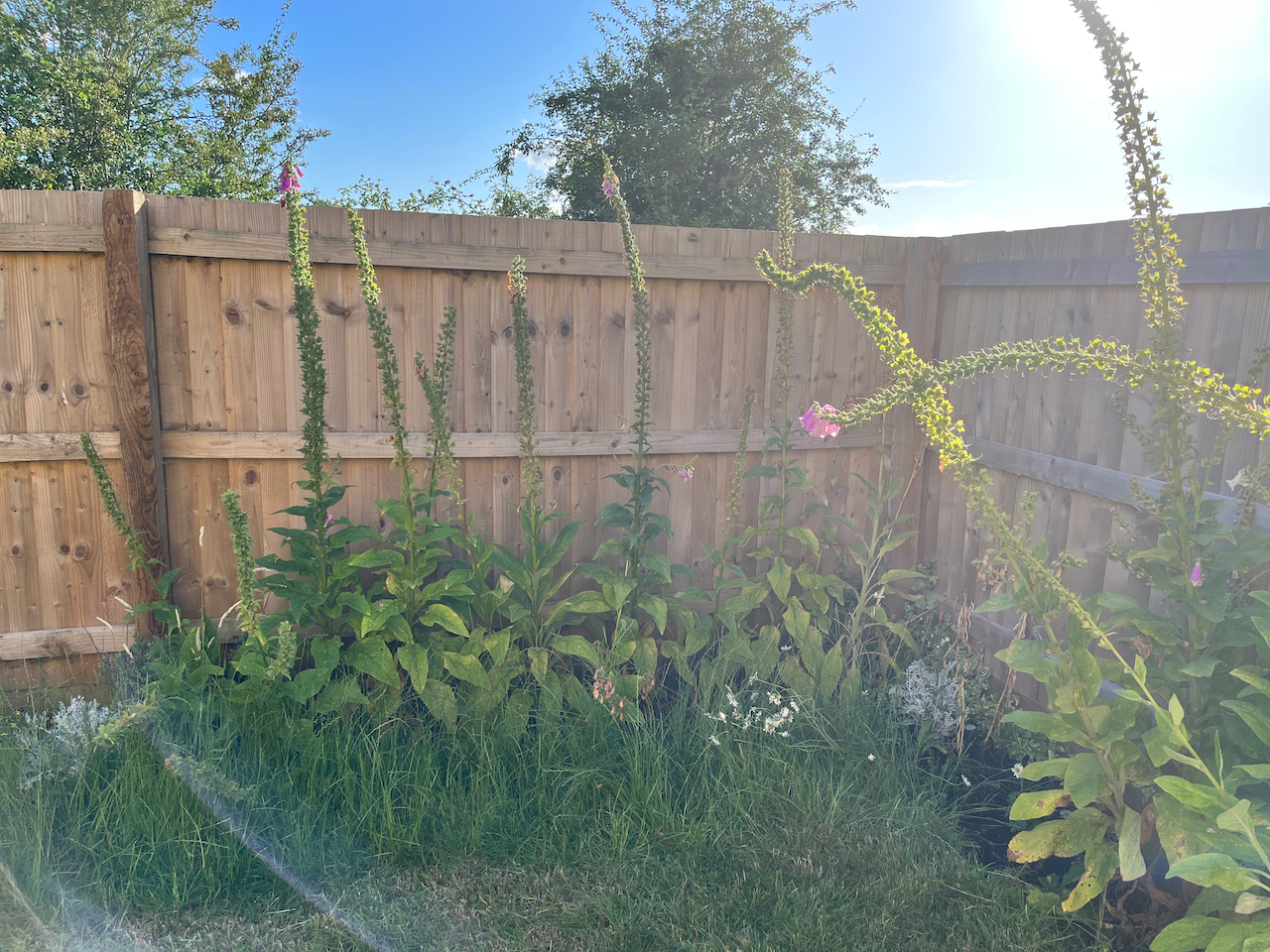 tallfoxgloves in sunshine
