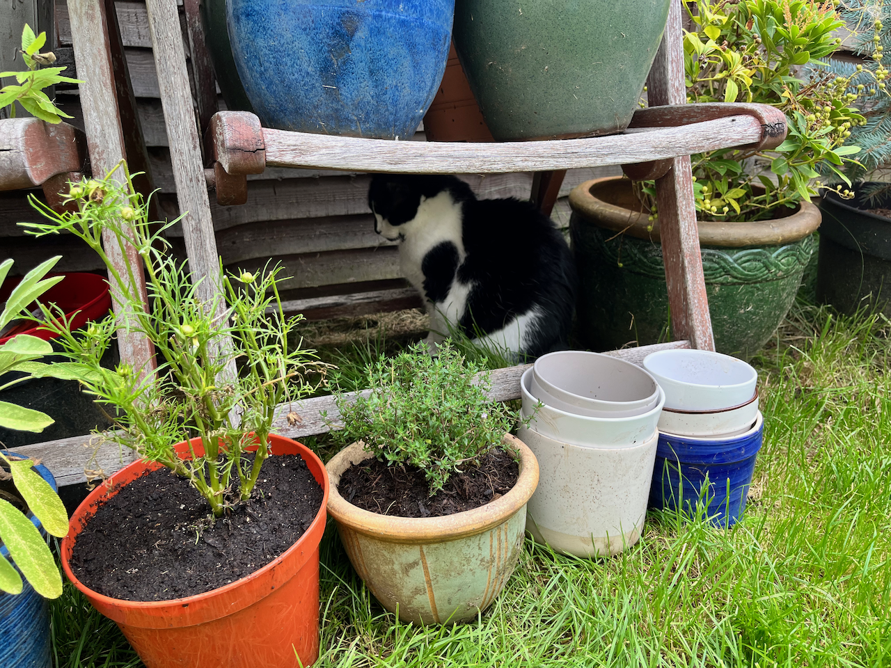 cat underneath garden chairs with plant pots on top