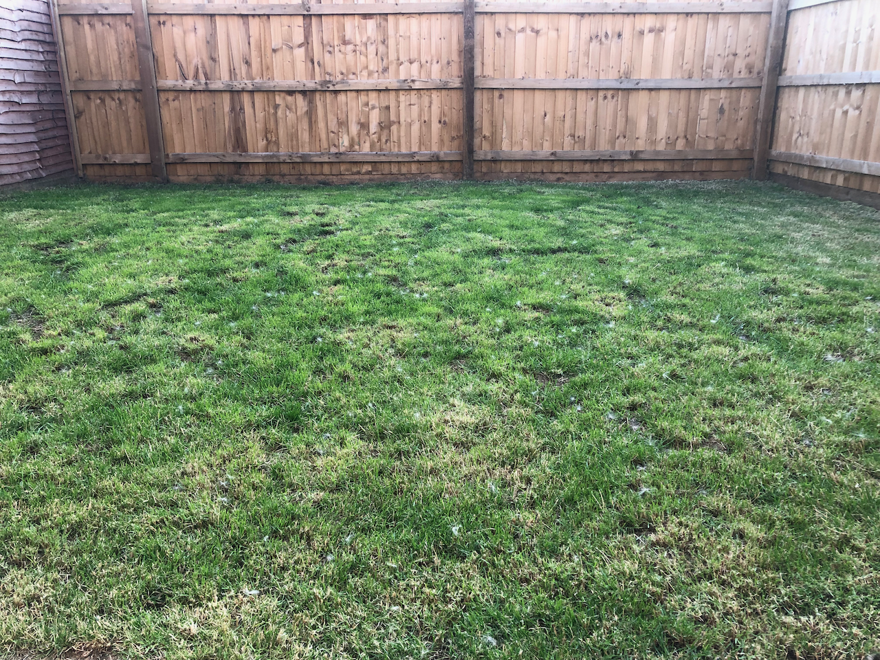 back of plain lawn