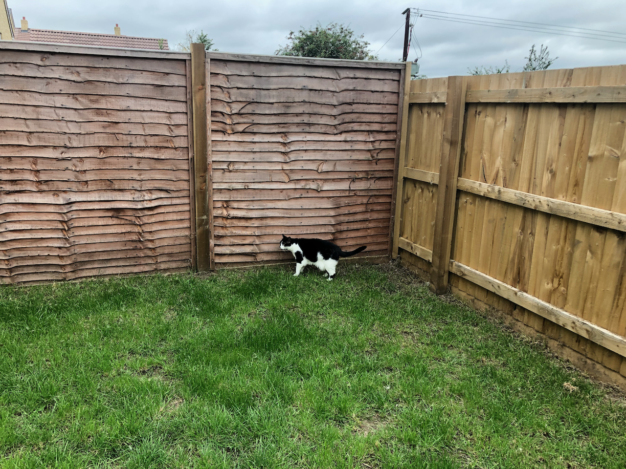 cat in righthand side of plain lawn